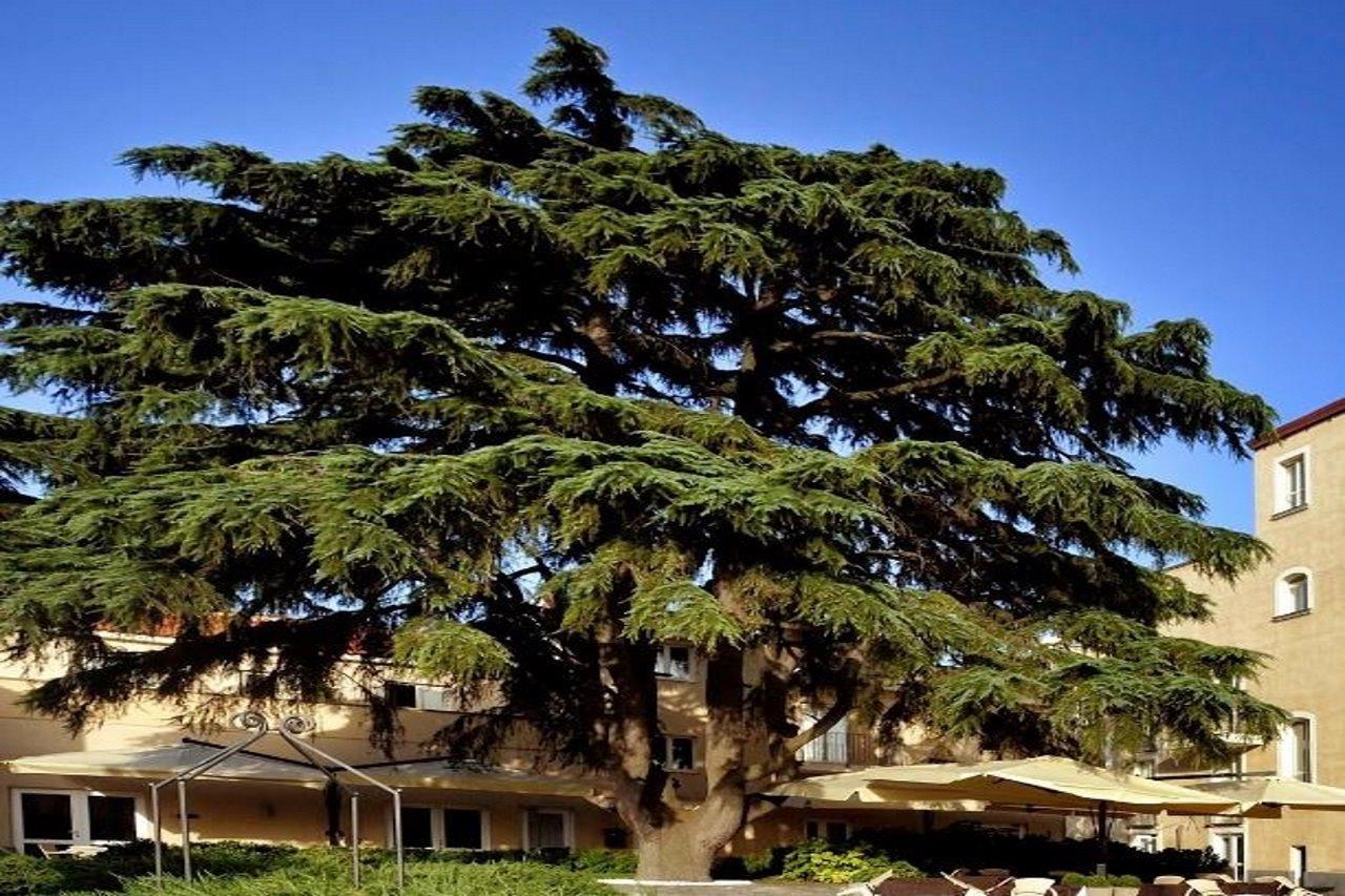 Relais Villa Buonanno Cercola Exteriör bild